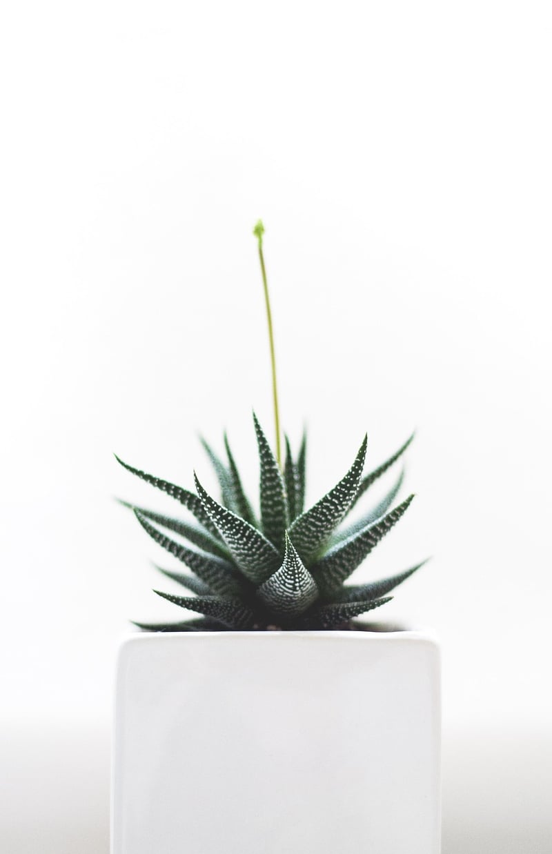 Mythical Plant Health