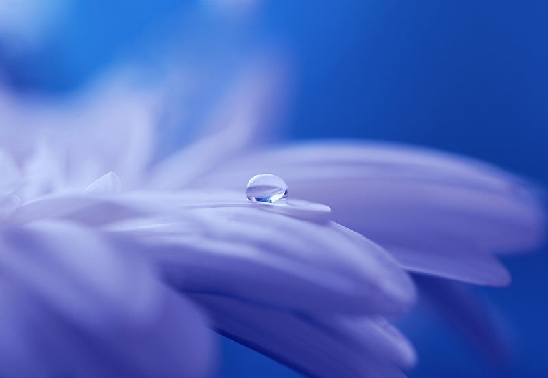 Fantastical Flora