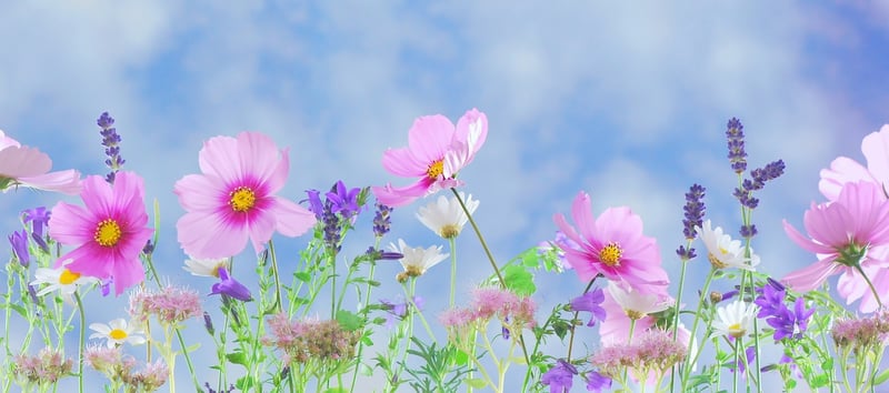 Fantasy Plants