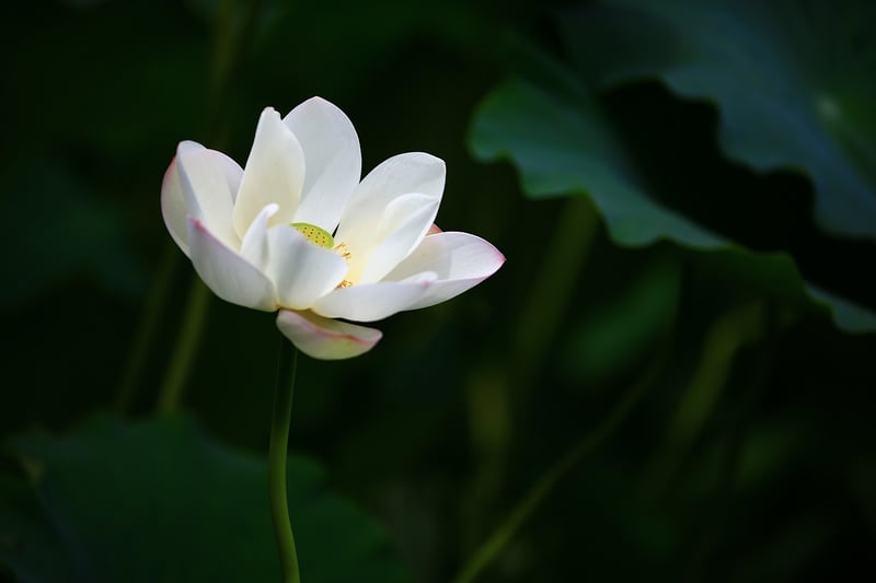 Frostbloom Lotus