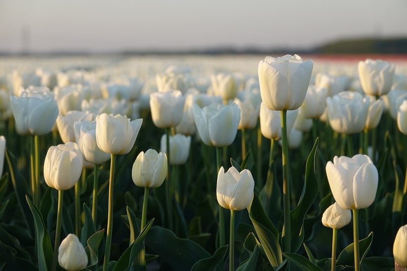 Netherlands
