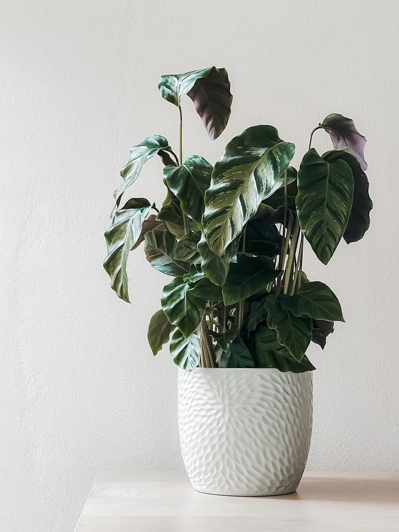 Fantastical Flora