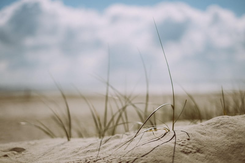 Mermaid's Seagrass